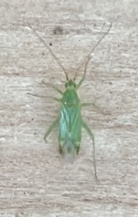 Orthotylus