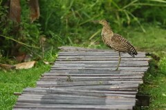 Tigrisoma mexicanum