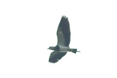 Vanellus chilensis