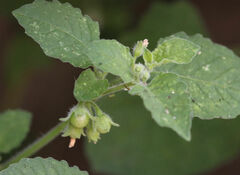 Solanum sarrachoides