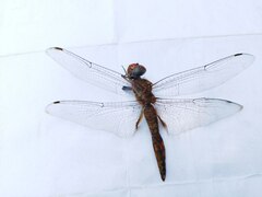 Pantala hymenaea