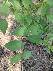 Ulmus