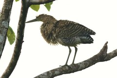 Tigrisoma mexicanum