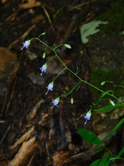 Campanula divaricata