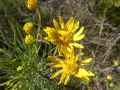 Euryops tenuissimus
