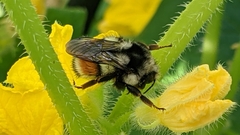 Bombus vancouverensis vancouverensis