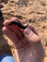 Plestiodon obsoletus