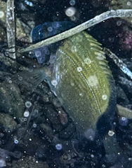 Diplodus vulgaris
