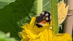 Bombus vancouverensis vancouverensis