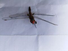 Pantala hymenaea