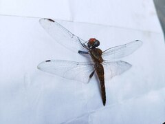 Pantala hymenaea