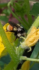 Bombus vancouverensis vancouverensis