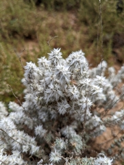 Krascheninnikovia lanata