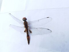 Pantala hymenaea