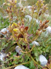 Pedicularis