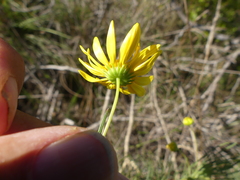 Euryops tenuissimus