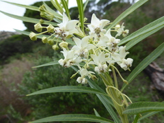 Gomphocarpus fruticosus