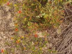 Diosma echinulata