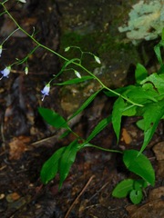 Campanula divaricata
