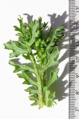 Senecio paarlensis