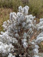 Krascheninnikovia lanata