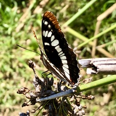 Limenitis lorquini