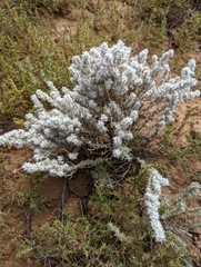 Krascheninnikovia lanata