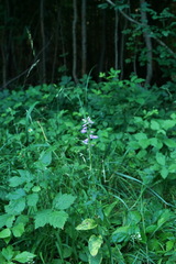 Campanula bononiensis