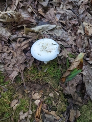 Lactifluus piperatus