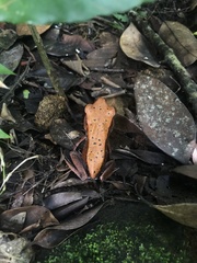 Clinotarsus curtipes