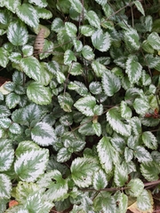 Lamium galeobdolon argentatum