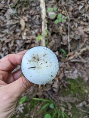 Lactifluus piperatus