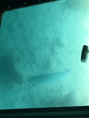 Diplodus bermudensis