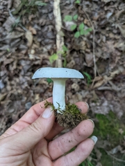Lactifluus piperatus