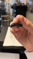 Odontotaenius disjunctus