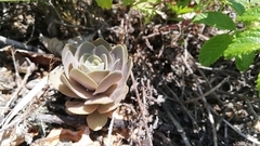 Orostachys malacophylla