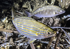 Sarpa salpa