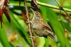 Cantorchilus semibadius