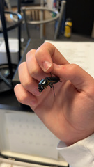 Odontotaenius disjunctus