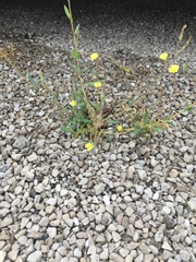 Lactuca canadensis