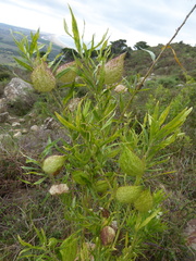 Gomphocarpus fruticosus