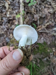 Lactifluus piperatus