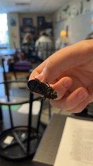 Odontotaenius disjunctus