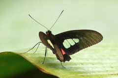 Parides
