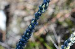 Aspalathus caledonensis