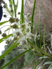 Gomphocarpus fruticosus