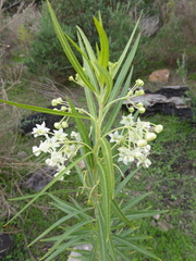 Gomphocarpus fruticosus