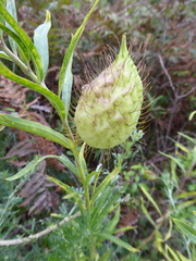 Gomphocarpus fruticosus