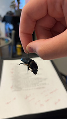 Odontotaenius disjunctus