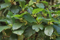 Rubiaceae